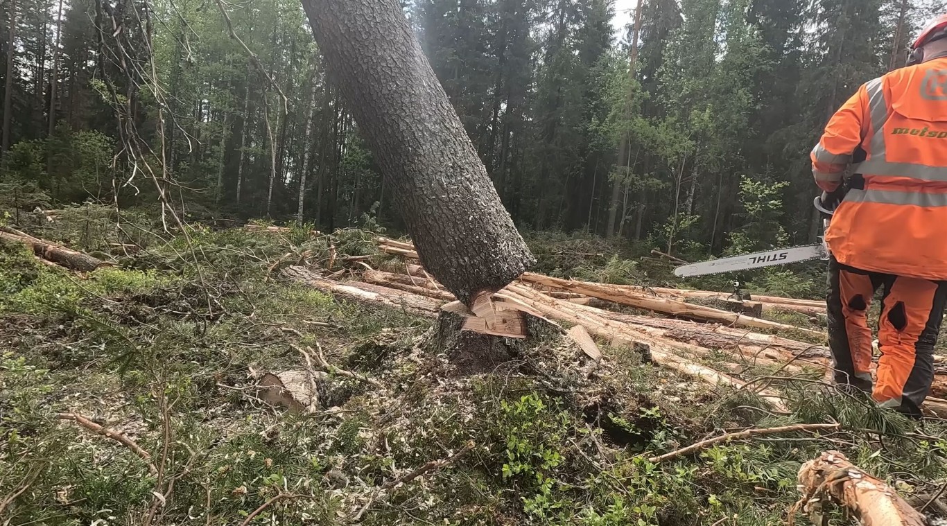 Tree Removal service in Daly City, CA