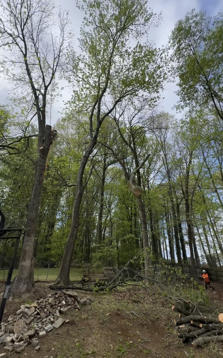 Expert tree removal with professional equipment and safety protocols Professional tree removal service showing large trees being cut down in residential area with proper safety equipment