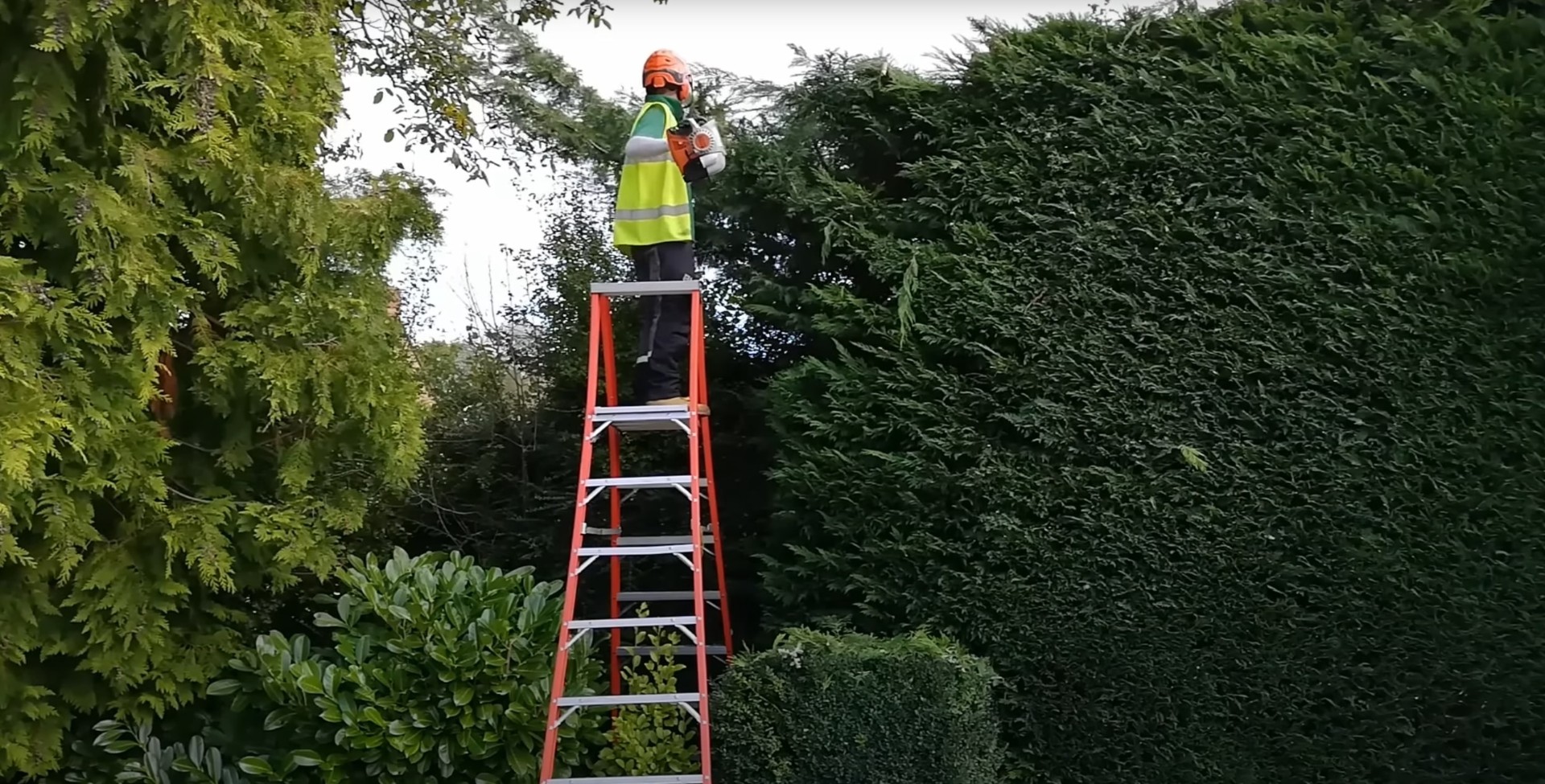 Expert tree trimming service using professional safety equipment Professional arborist trimming tree branches from ladder in Daly City