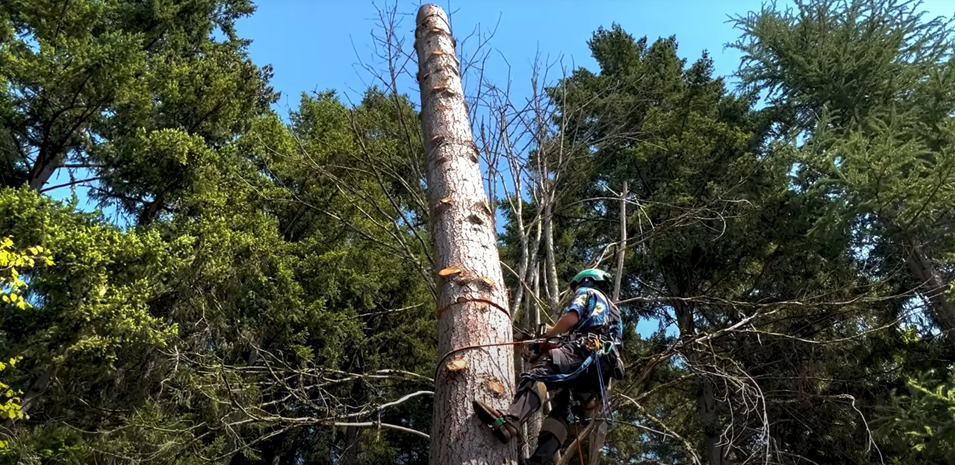 Professional tree climbing and aerial tree service work Certified arborist climbing tall tree with safety equipment for professional tree maintenance and removal