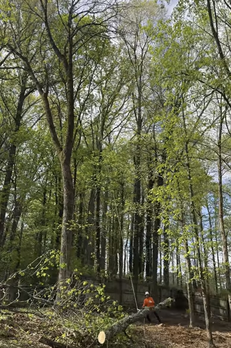 Certified arborists performing safe tree work at height Arborist working safely in tall trees with proper climbing equipment for tree maintenance and removal