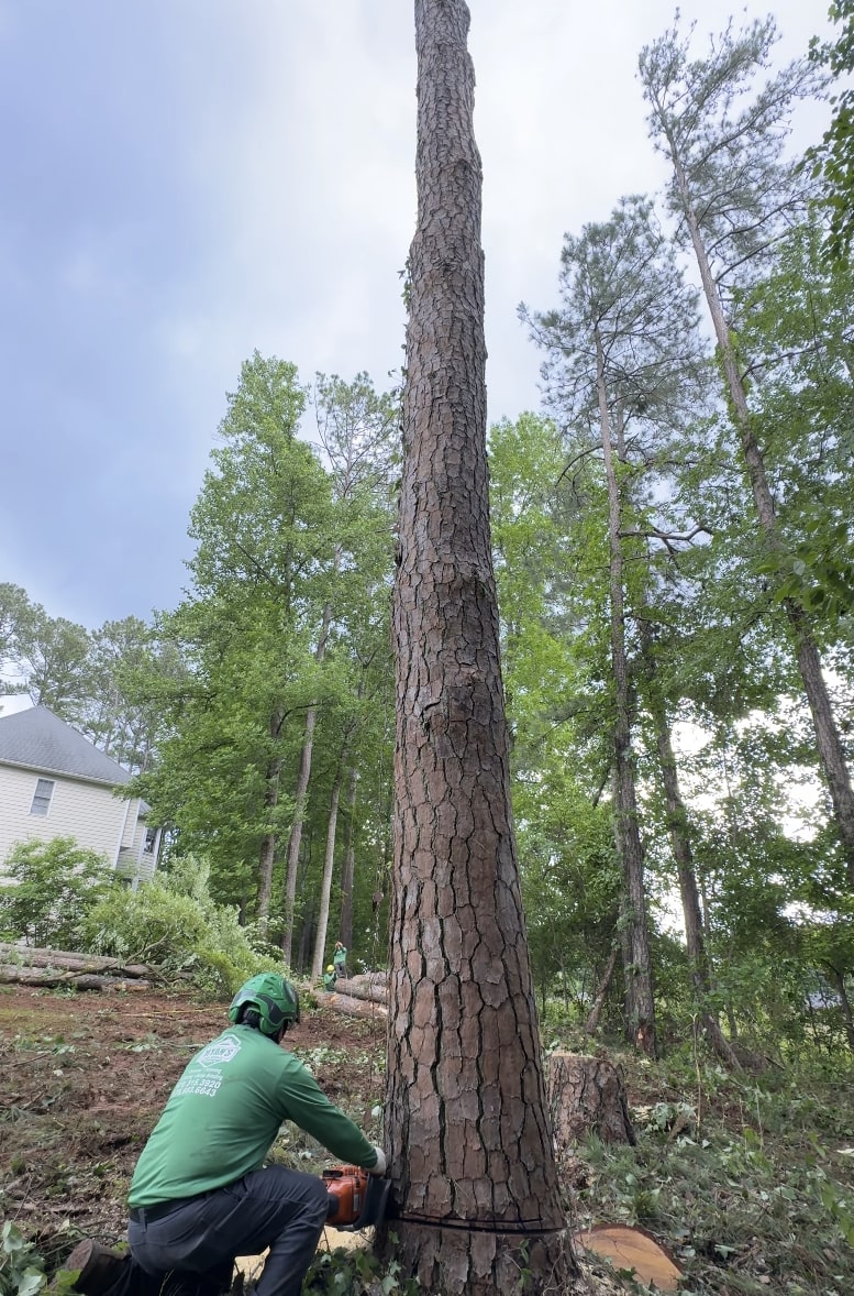 Expert tree care services by certified arborists Professional tree removal services in Daly City residential area